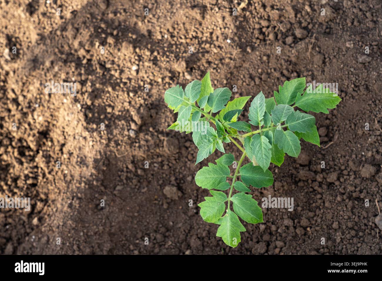 Delicate plant emerges from hi-res stock photography and images - Alamy