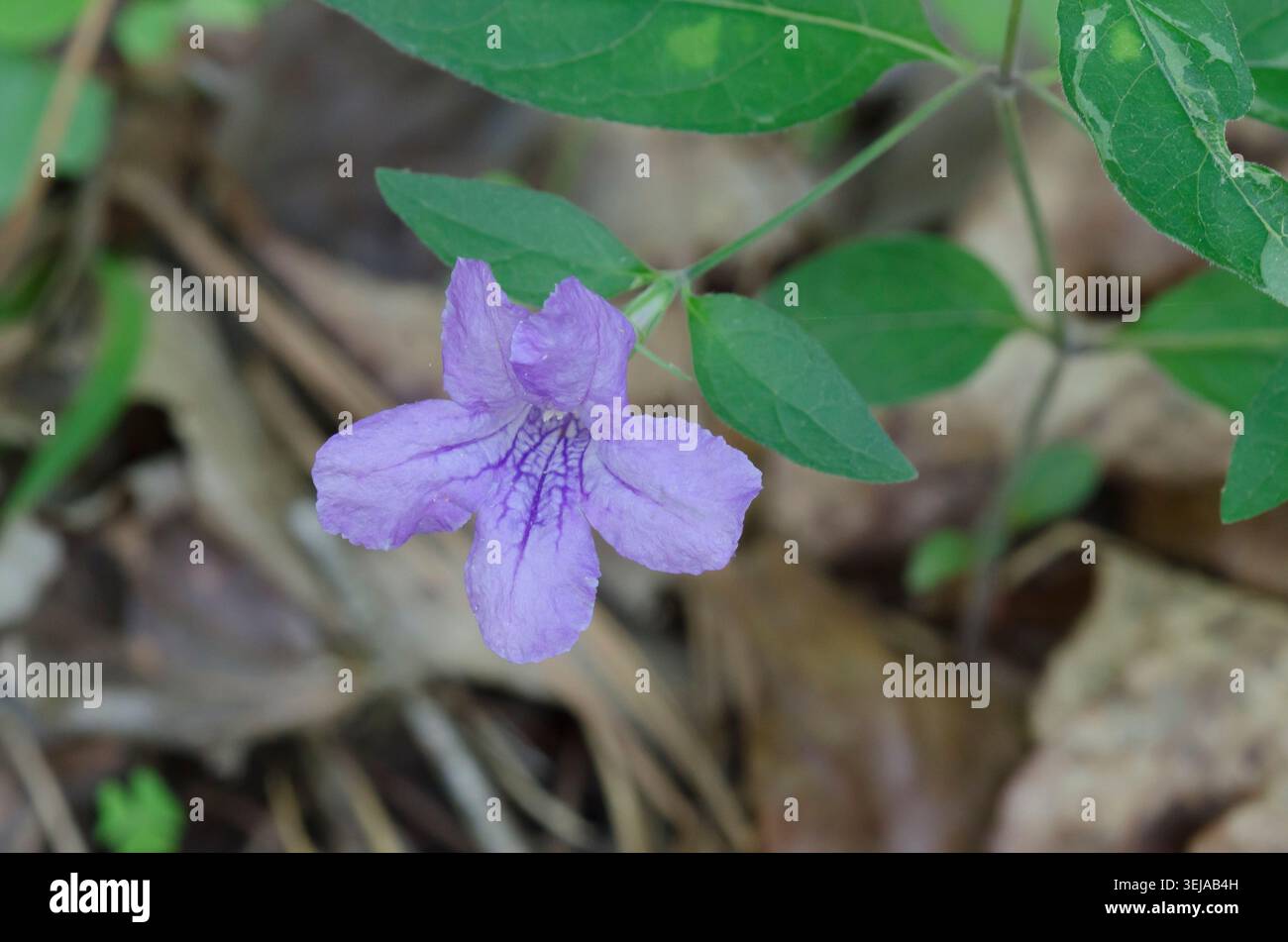 Wild Petunia, Ruellia sp. Stock Photo