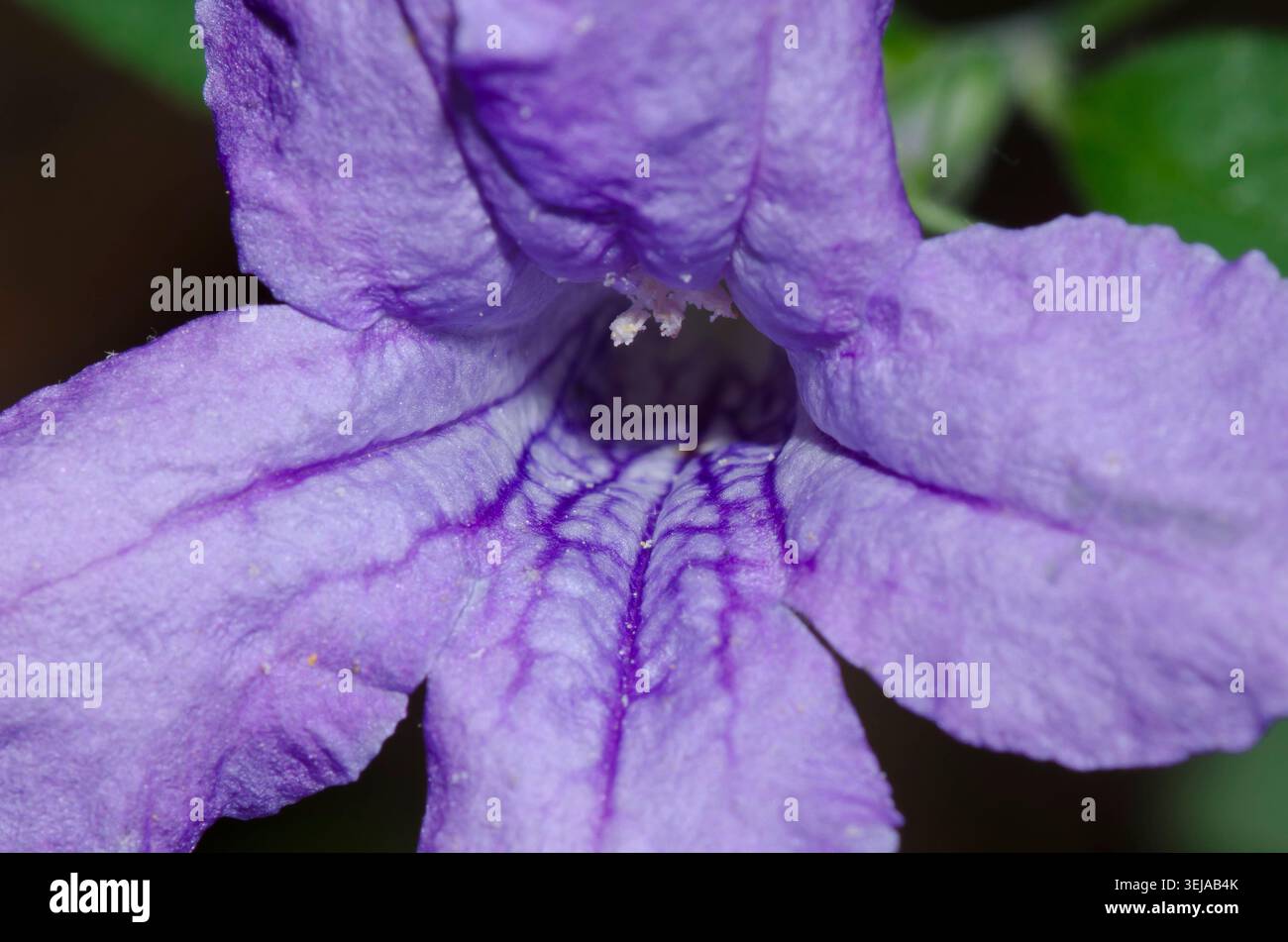 Wild Petunia, Ruellia sp. Stock Photo