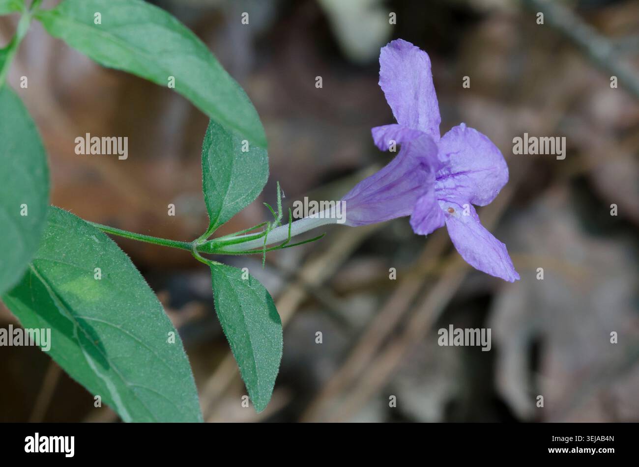 Wild Petunia, Ruellia sp. Stock Photo