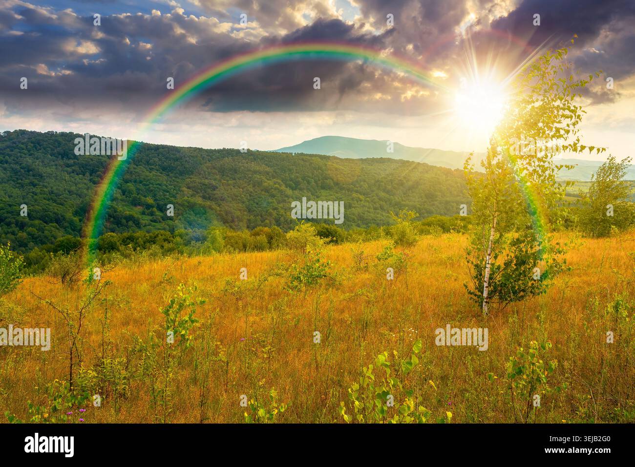 sunset over tree on a field in mountain landscape. green countryside of ukraine in summer. cloudy weather. carpathian landscape in dappled light. amaz Stock Photo