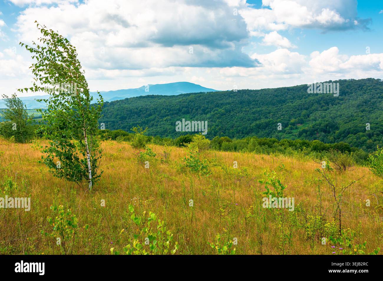 tree on a field in mountain landscape. green countryside of ukraine in summer. cloudy weather. carpathian landscape in dappled light. amazing carpathi Stock Photo