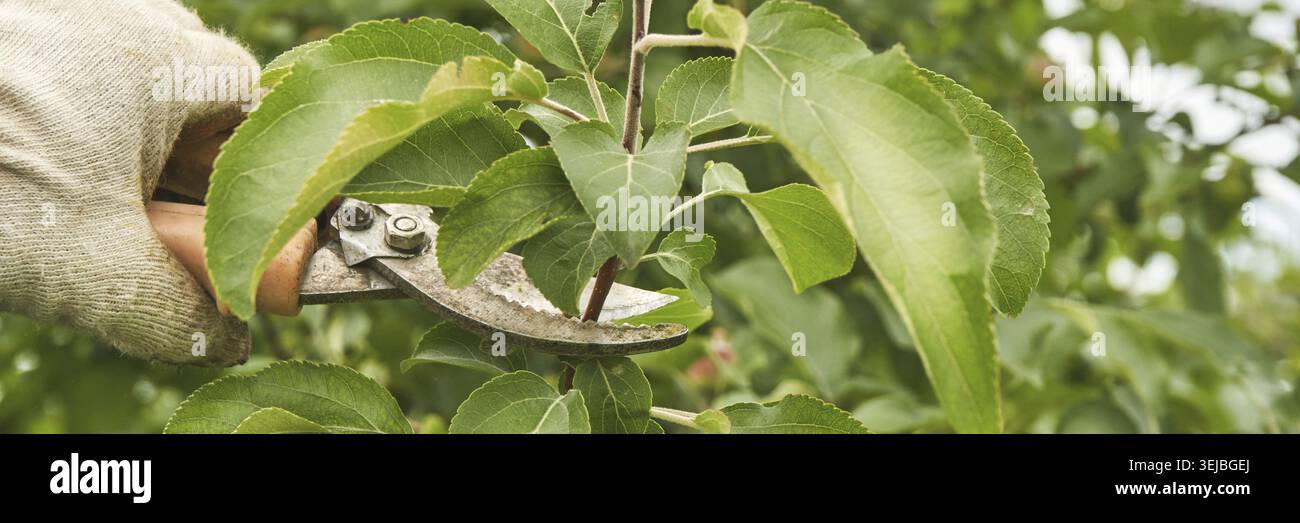 Gardener pruning apple tree branches with shears in lush green garden setting Stock Photo