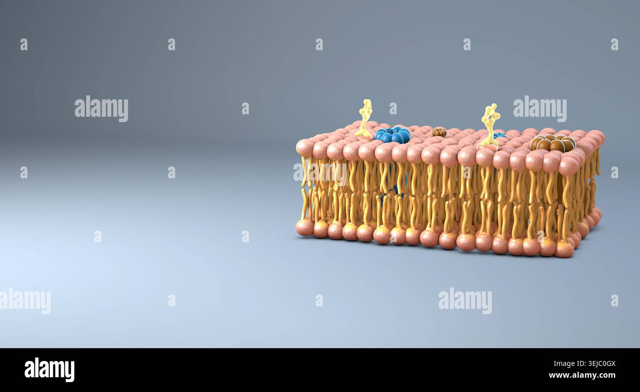 The cell membrane’s lipid bilayer is a thin, flexible surface made of ...