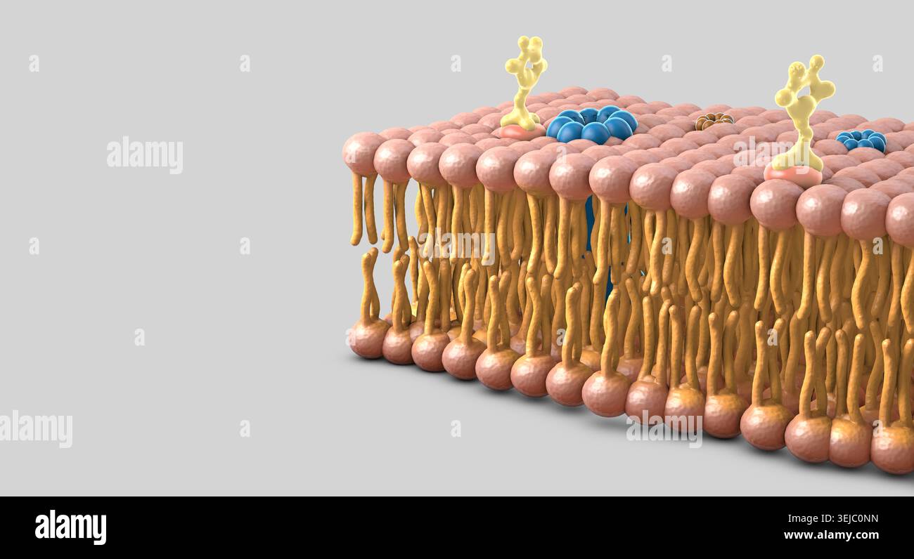 The cell membrane’s lipid bilayer is a thin, flexible surface made of ...
