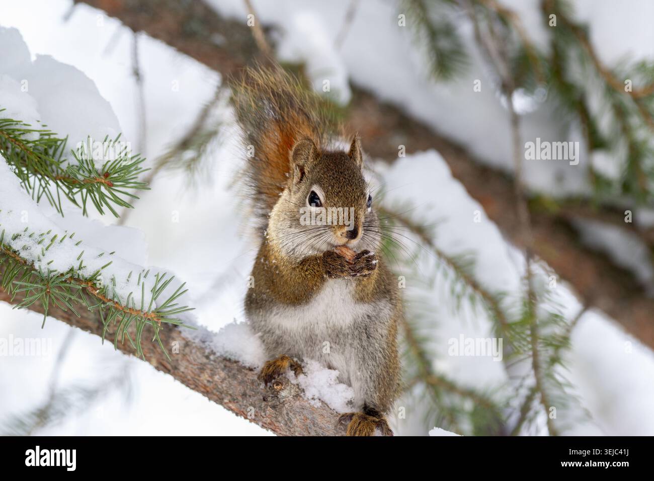 Cute fluffy American red squirrel is sitting on the spruce tree brunch in cold snowy winter day and eating a peanut. Stock Photo