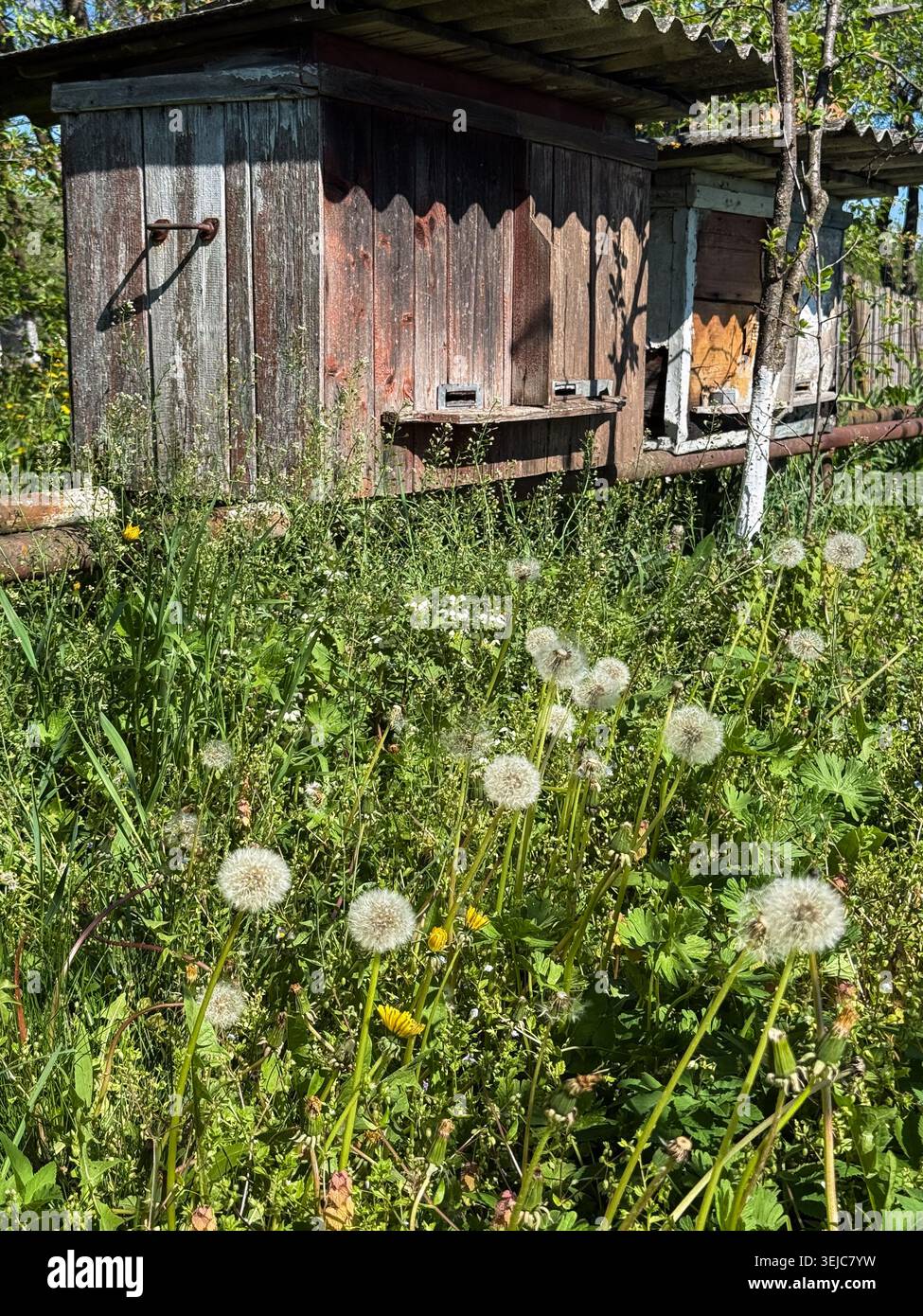 Beehives in field flowers hi-res stock photography and images - Alamy