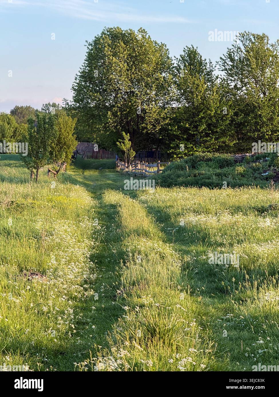 Countryside path winding through green meadow at sunset Stock Photo