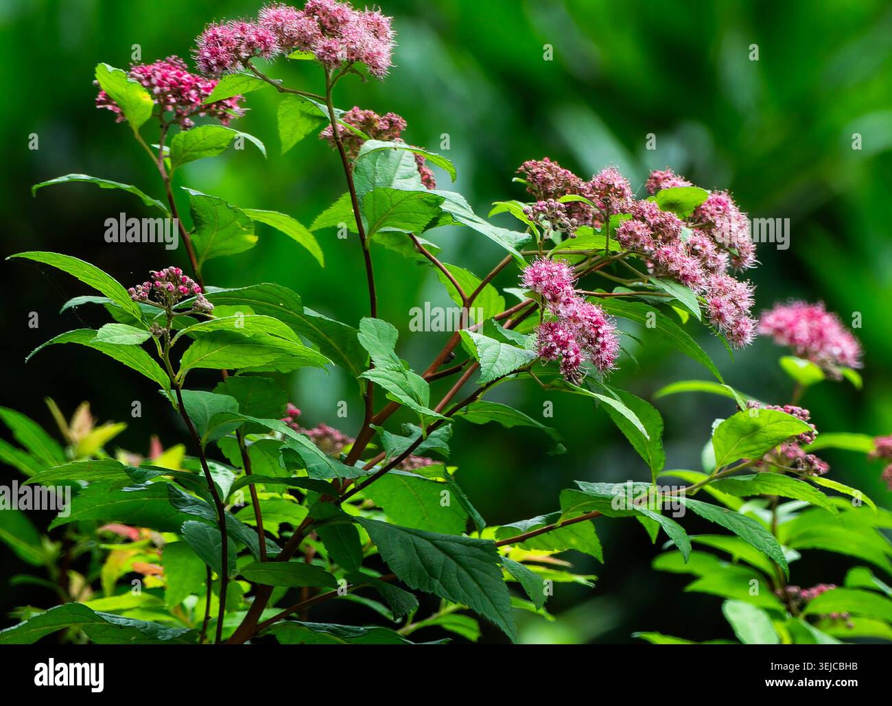 Fuzzy pink flowers on a deciduous shrub Stock Photo
