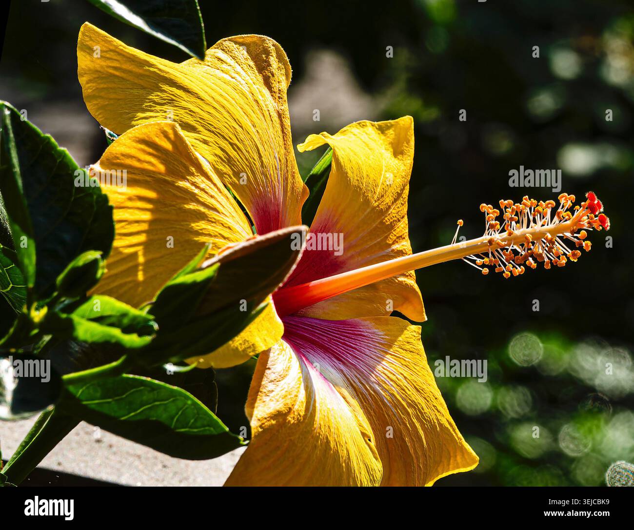Brilliant colored Hibiscus in Spring bloom Stock Photo