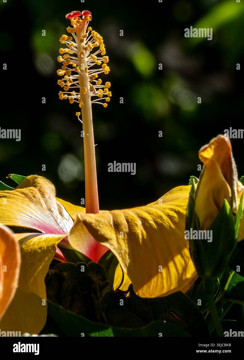 Brilliant colored Hibiscus in Spring bloom Stock Photo
