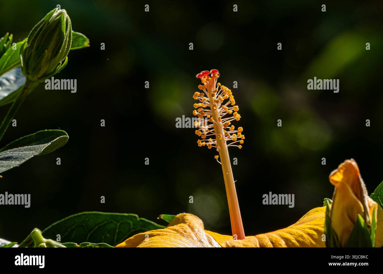 Brilliant colored Hibiscus in Spring bloom Stock Photo