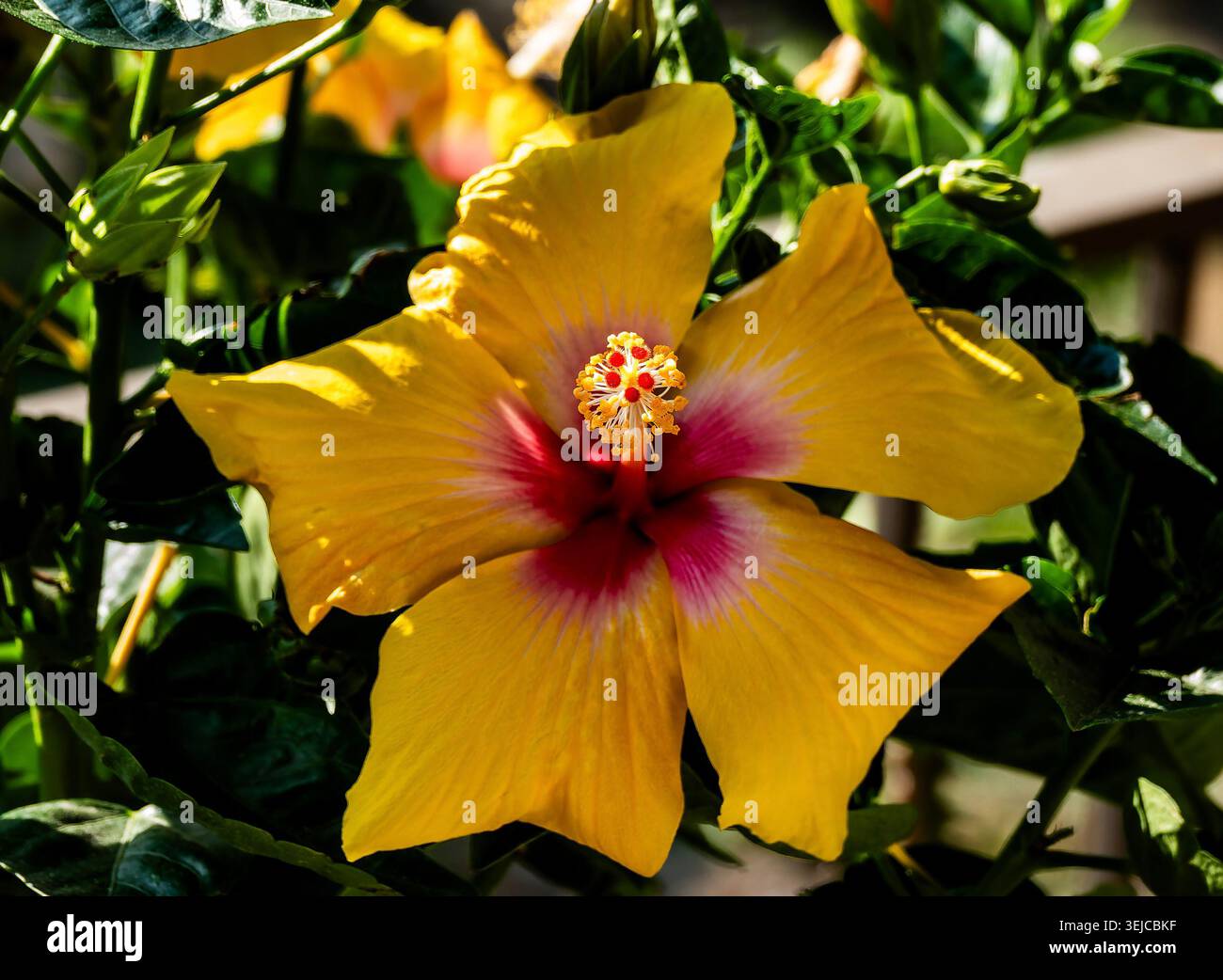 Brilliant colored Hibiscus in Spring bloom Stock Photo