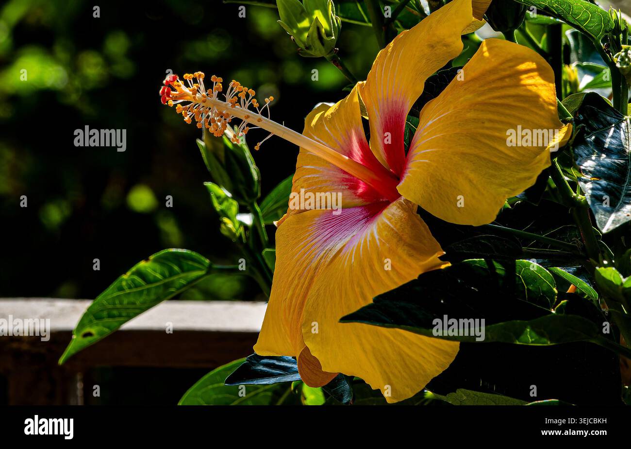 Brilliant colored Hibiscus in Spring bloom Stock Photo