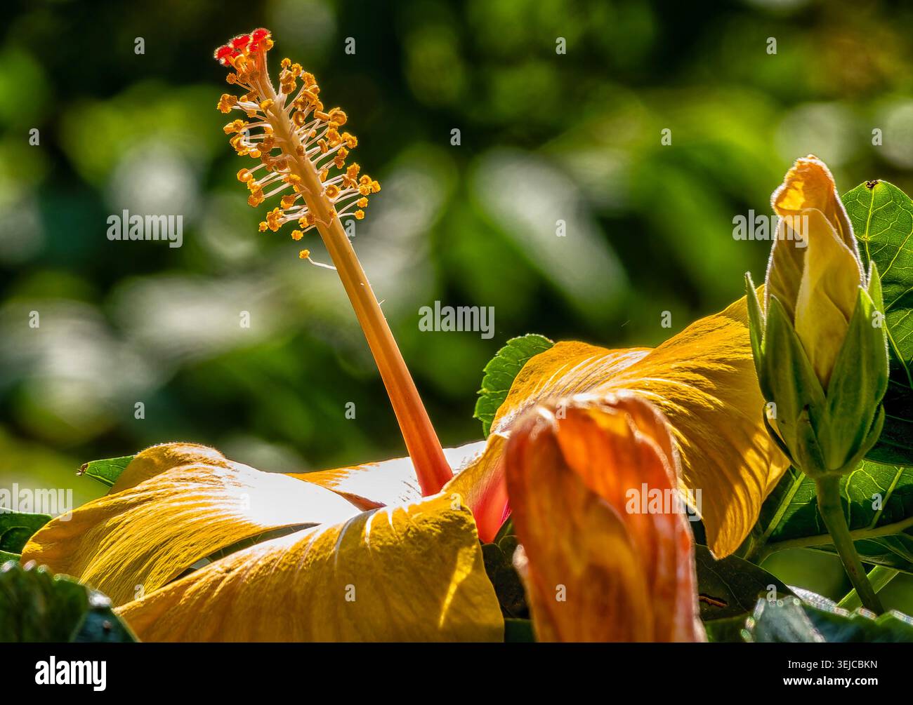 Brilliant colored Hibiscus in Spring bloom Stock Photo