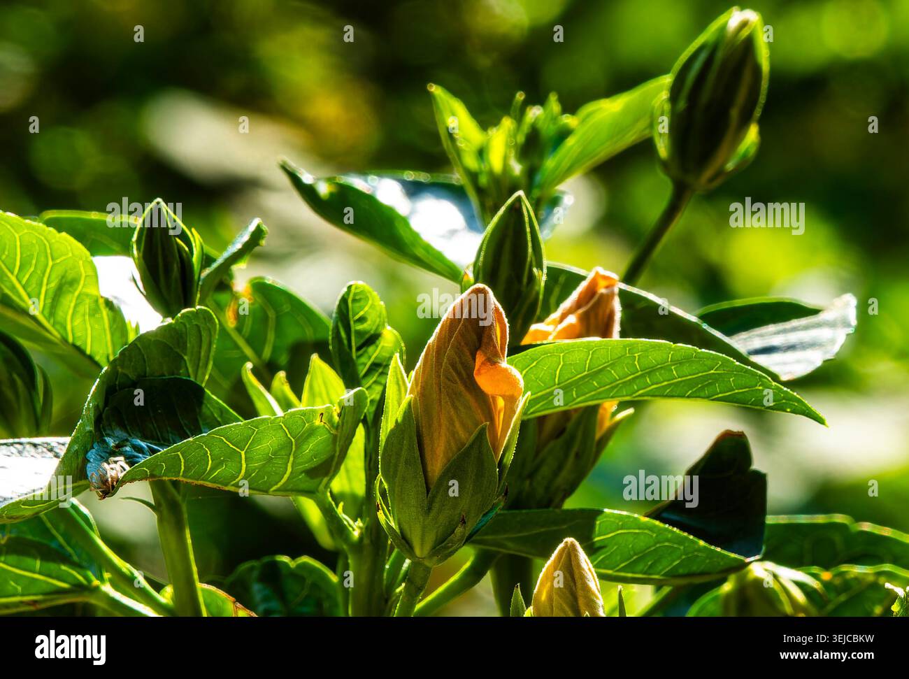Brilliant colored Hibiscus in Spring bloom Stock Photo