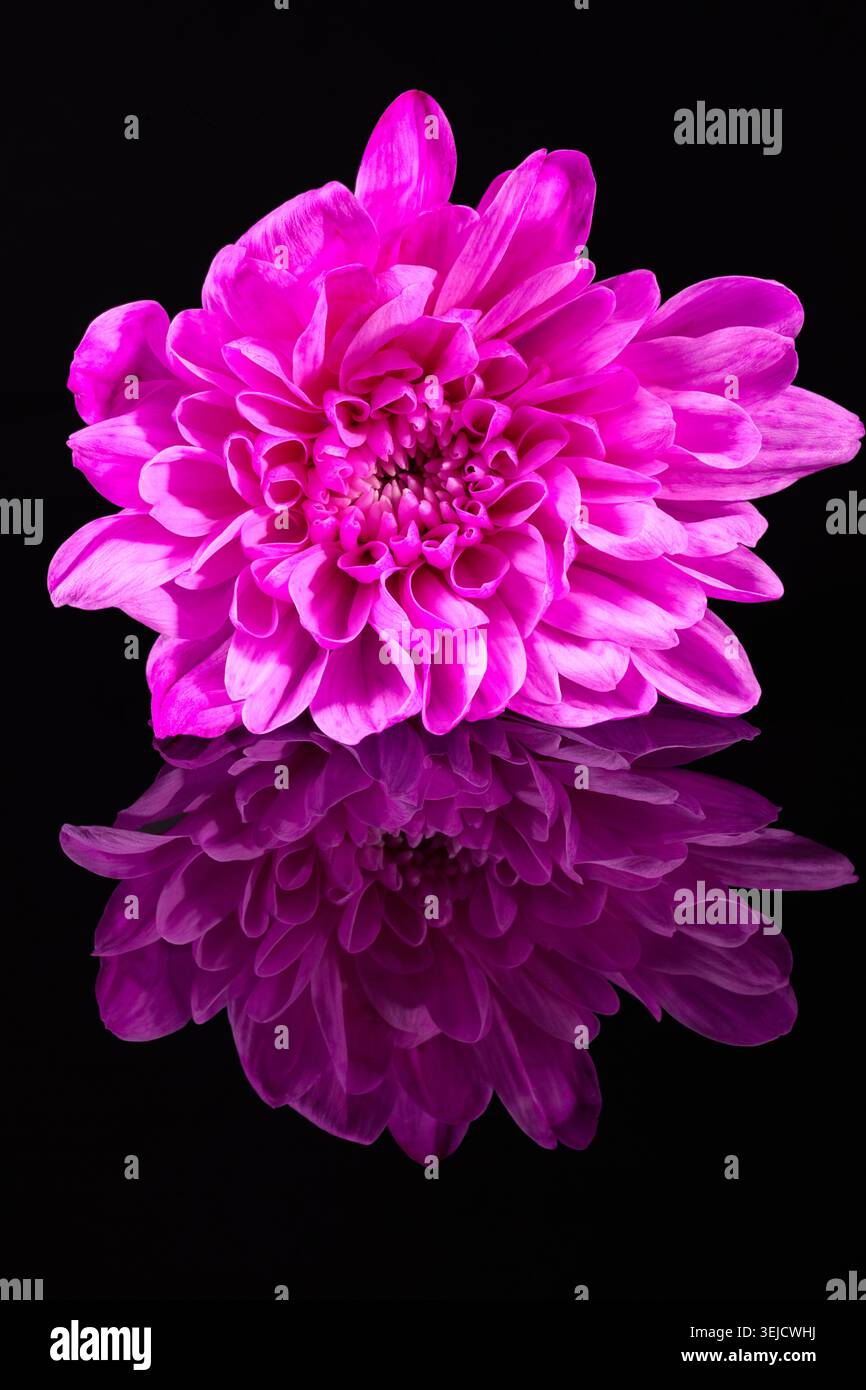 Single chrysanthemum flower on black background, reflection Stock Photo