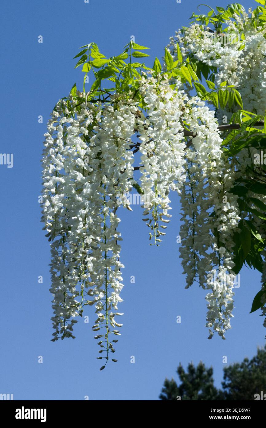 White wisteria hi-res stock photography and images - Alamy