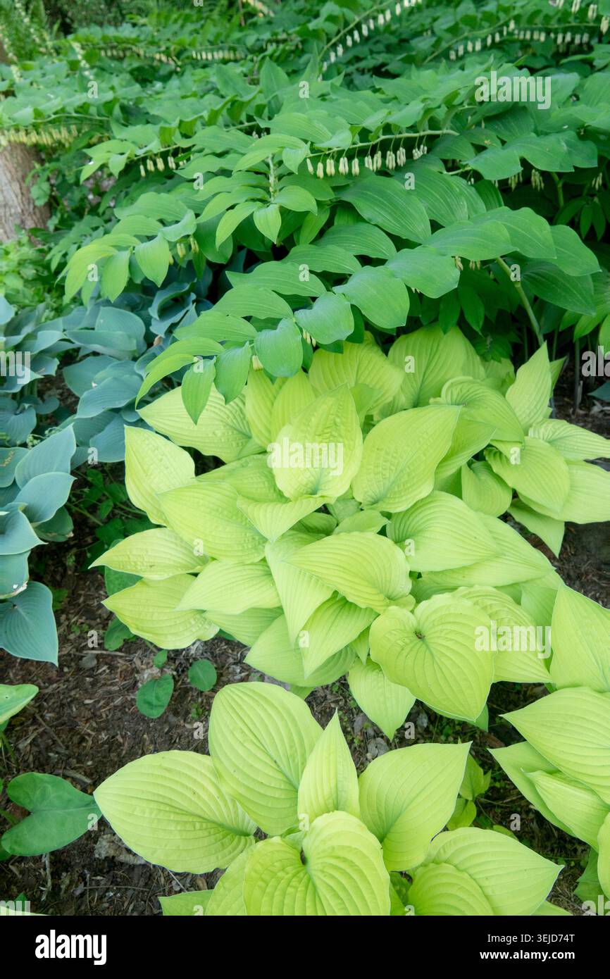 tobacco road hosta Tobacco Road Hosta Hostas-Store the gold coloring intensifies Hosta 'Red October' Fieldstone