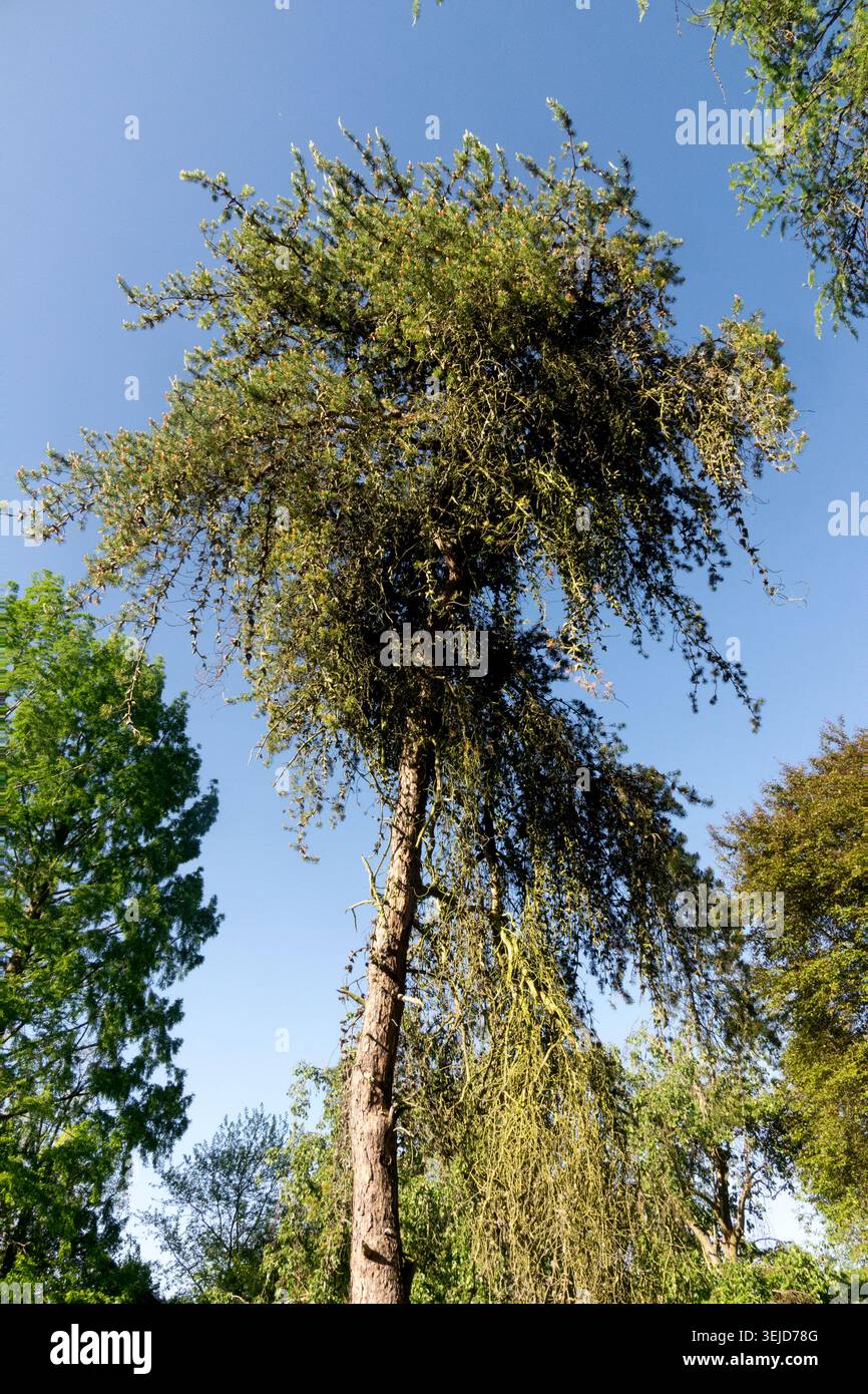 Jack Pine Pinus banksiana tree form Stock Photo