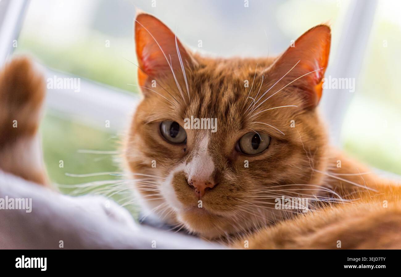 Orange tabby cat resting indoors looking directly forward Stock Photo