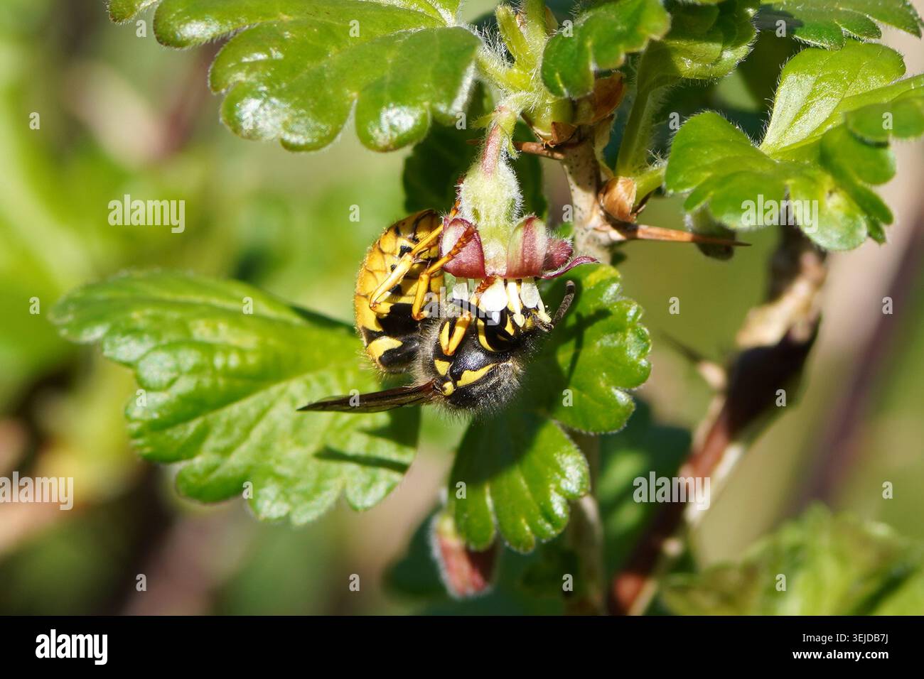 Queen of a common wasp (Vespula vulgaris), family Vespidae on flower of ...