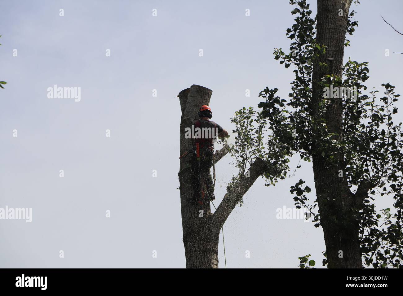 Tree Surgeon At Work Stock Photo