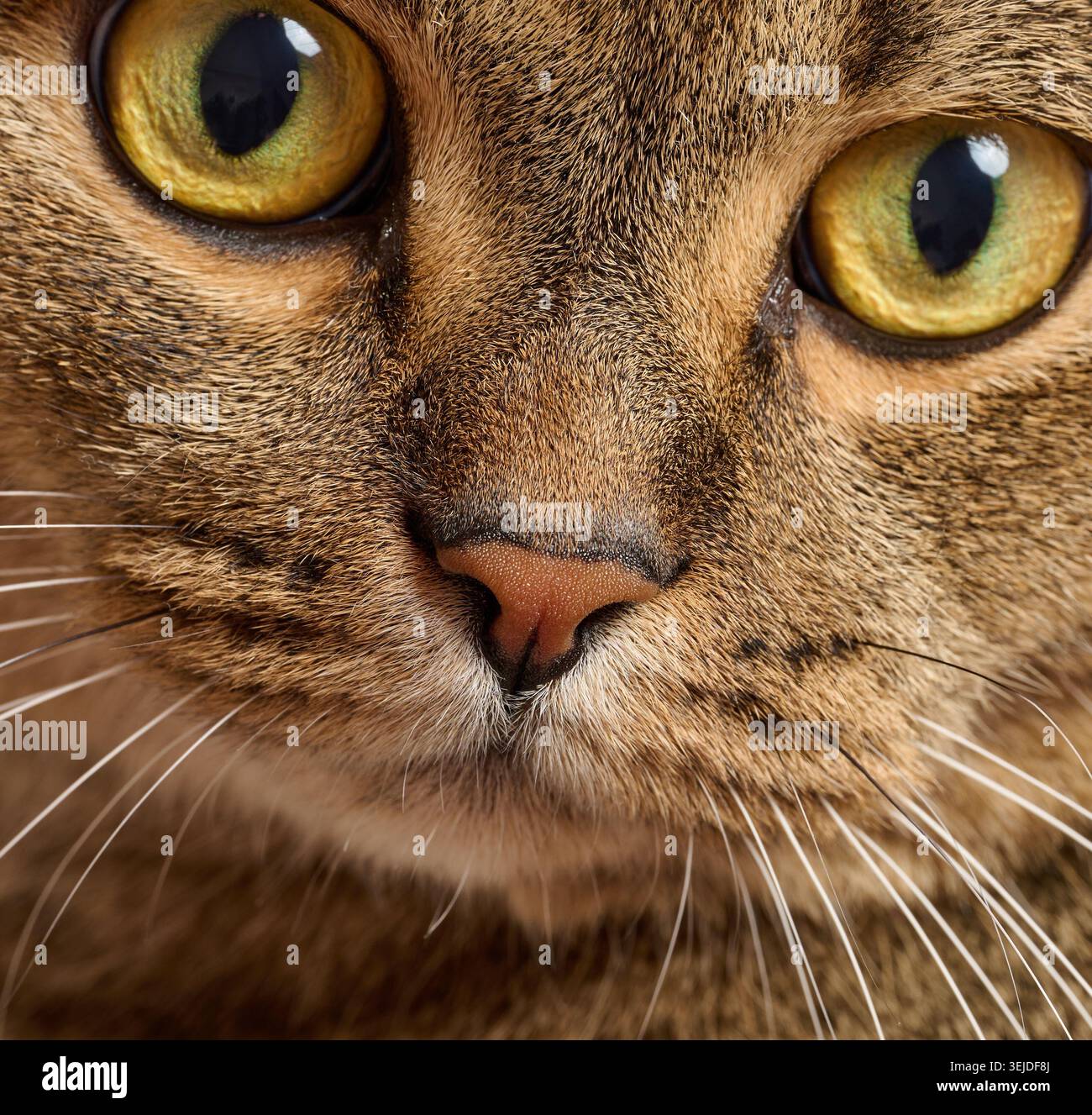 Adult gray cat looking at camera Stock Photo