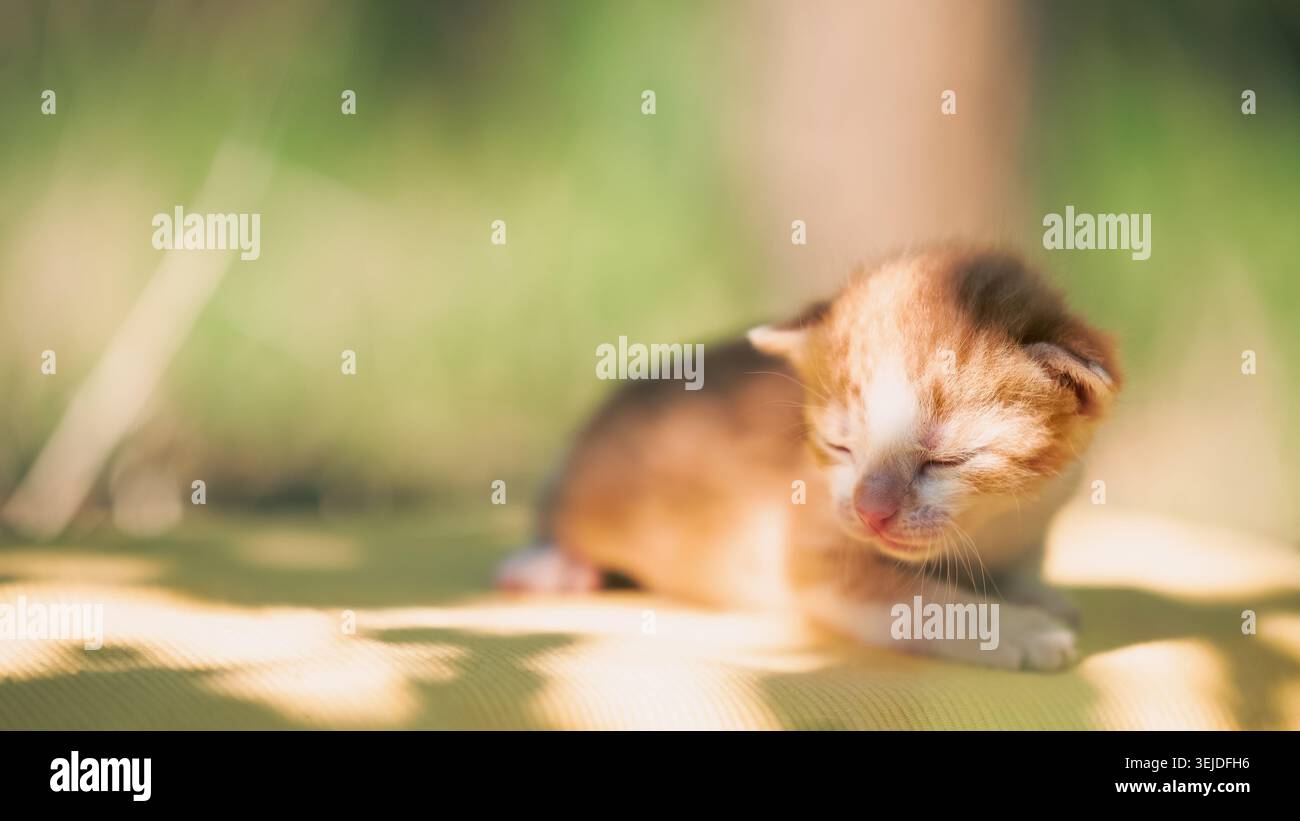 Sunny kitten on a clear summer day outside Stock Photo