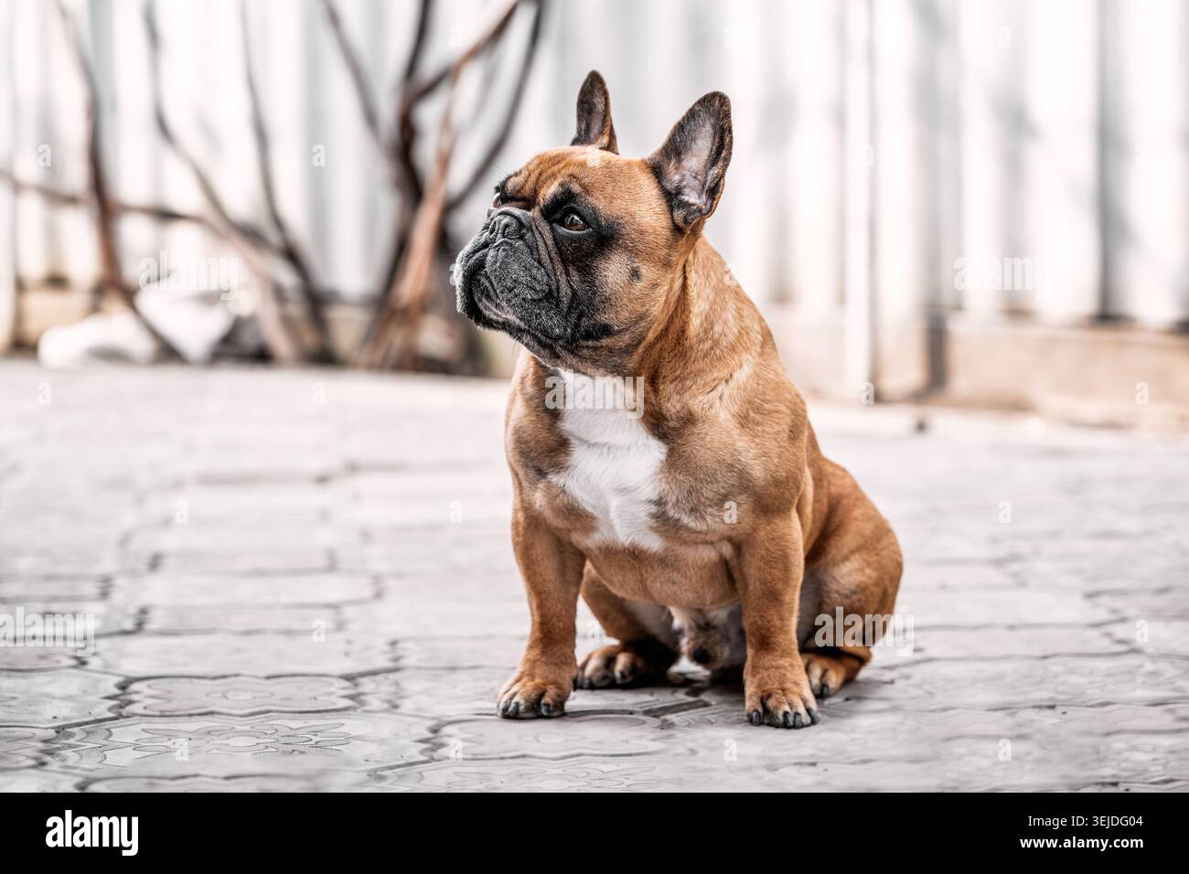 Male French bulldog sitting on the sidewalk on a sunny day Stock Photo
