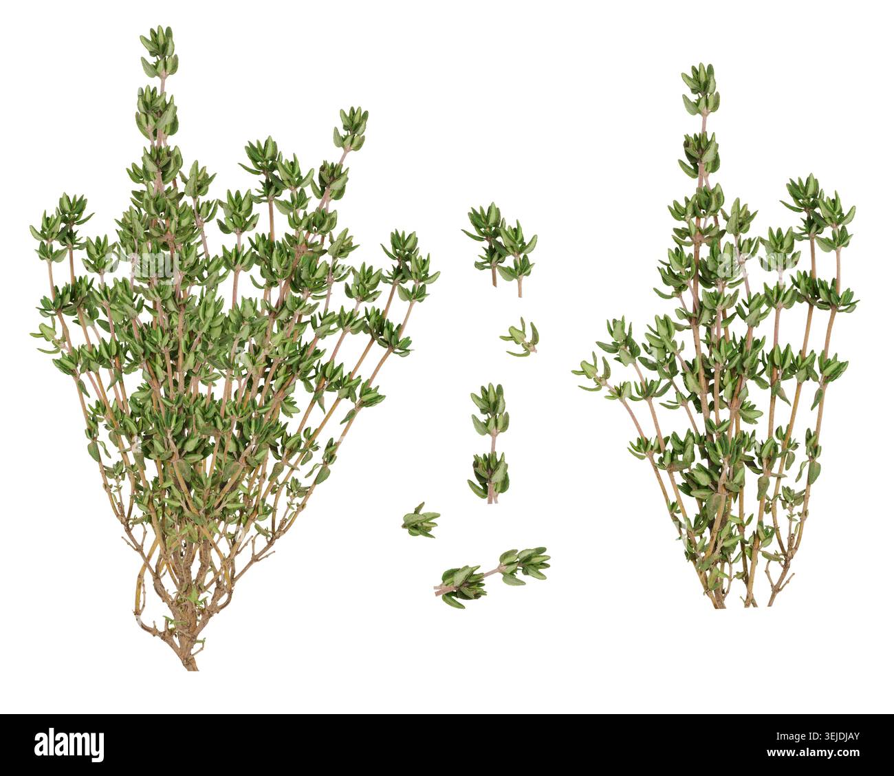Fresh sprig of thyme on isolated background Stock Photo