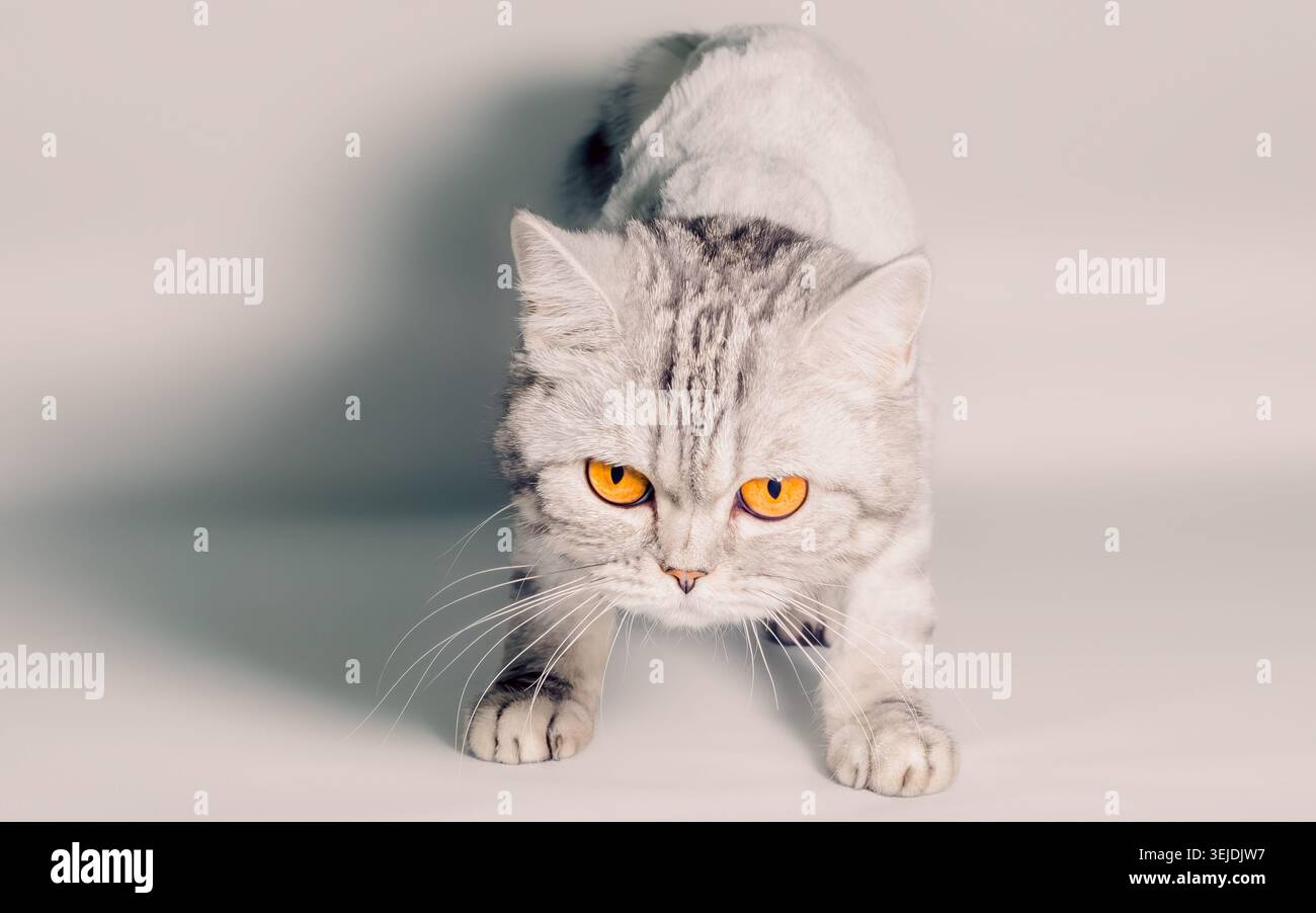 Gray cat with big yellow eyes isolated on a white background close up Stock Photo