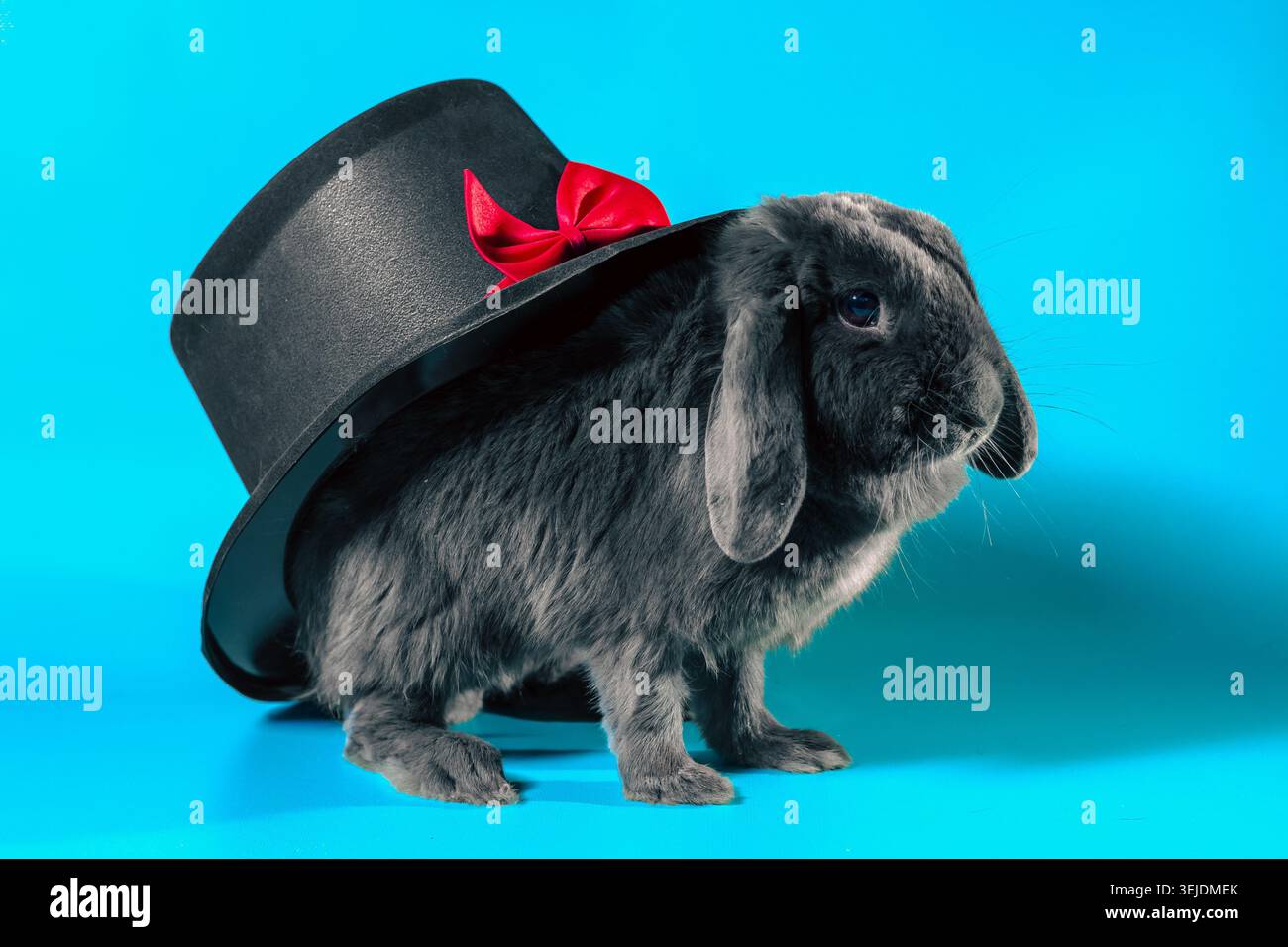 Lop-eared dwarf rabbit next to a black cylinder hat on a turquoise background Stock Photo