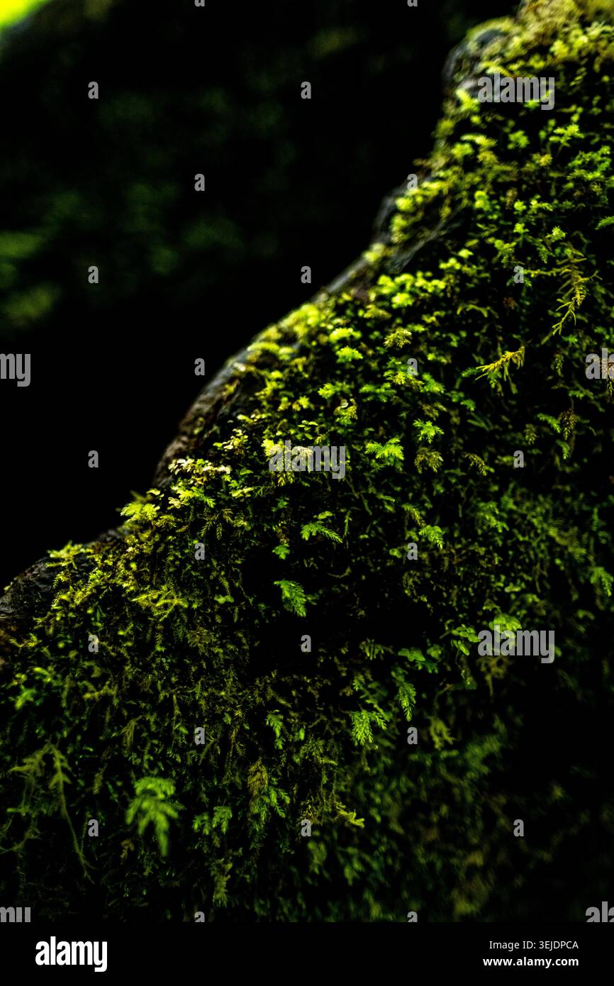 Vibrant green moss growing on a tree bark Stock Photo