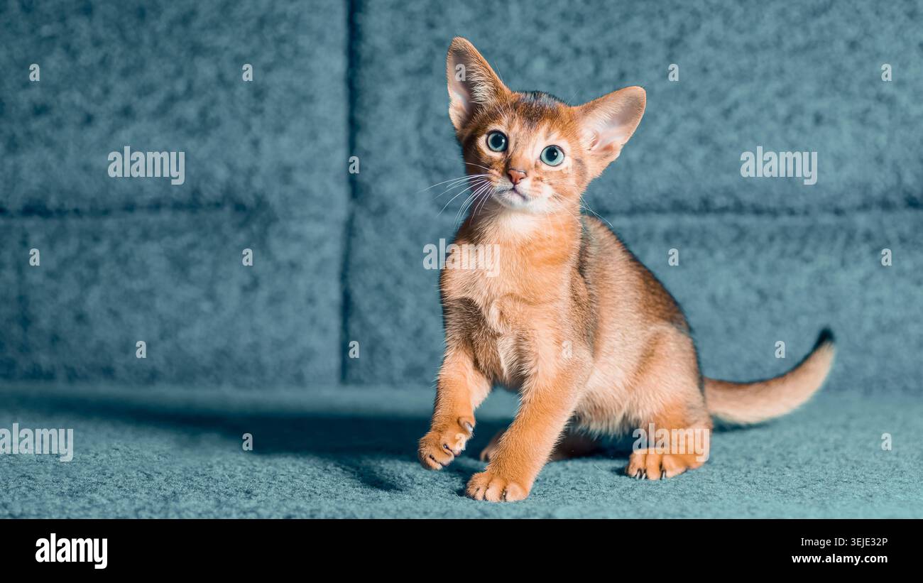 Red Abyssinian kitten playing on a blue sofa Stock Photo