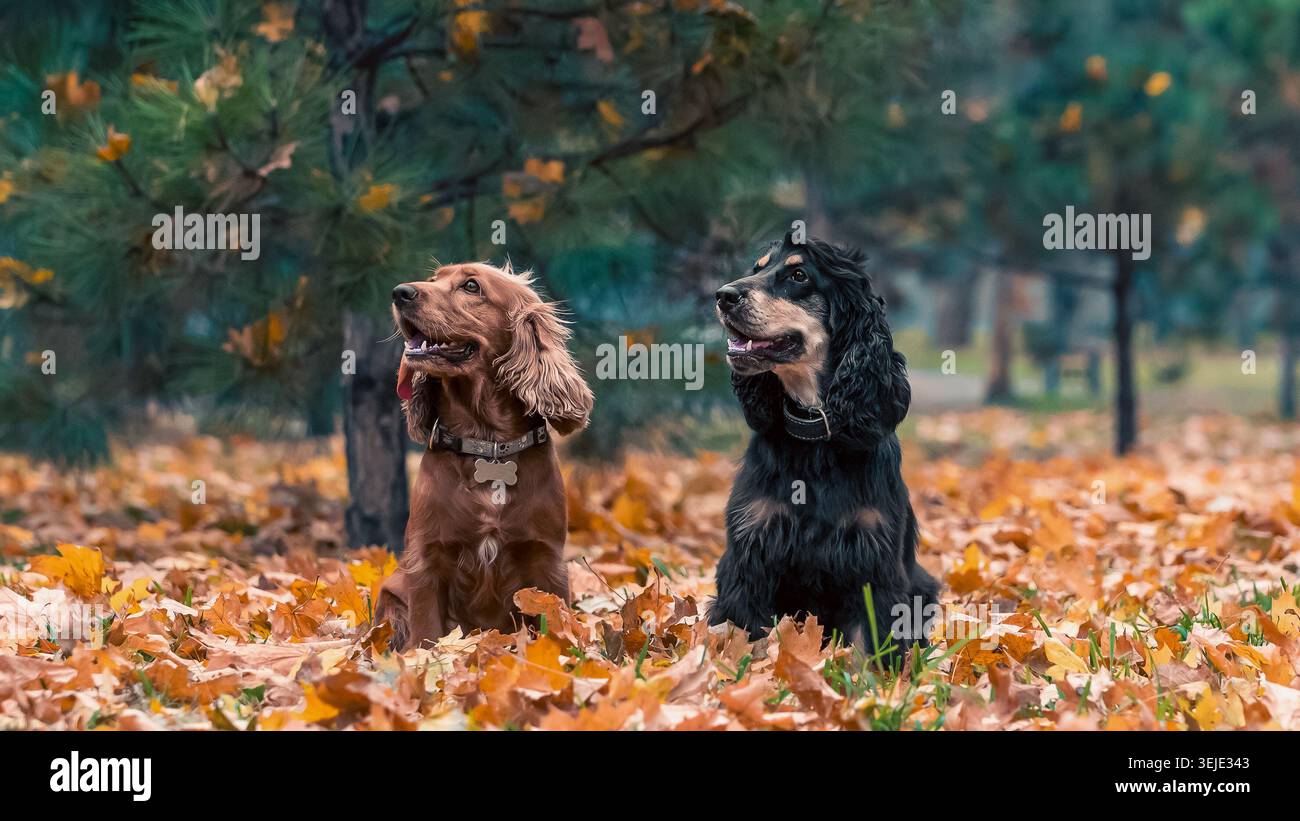 Two American cocker spaniel dogs sitting under a pine tree among yellow fallen leaves in autumn Stock Photo