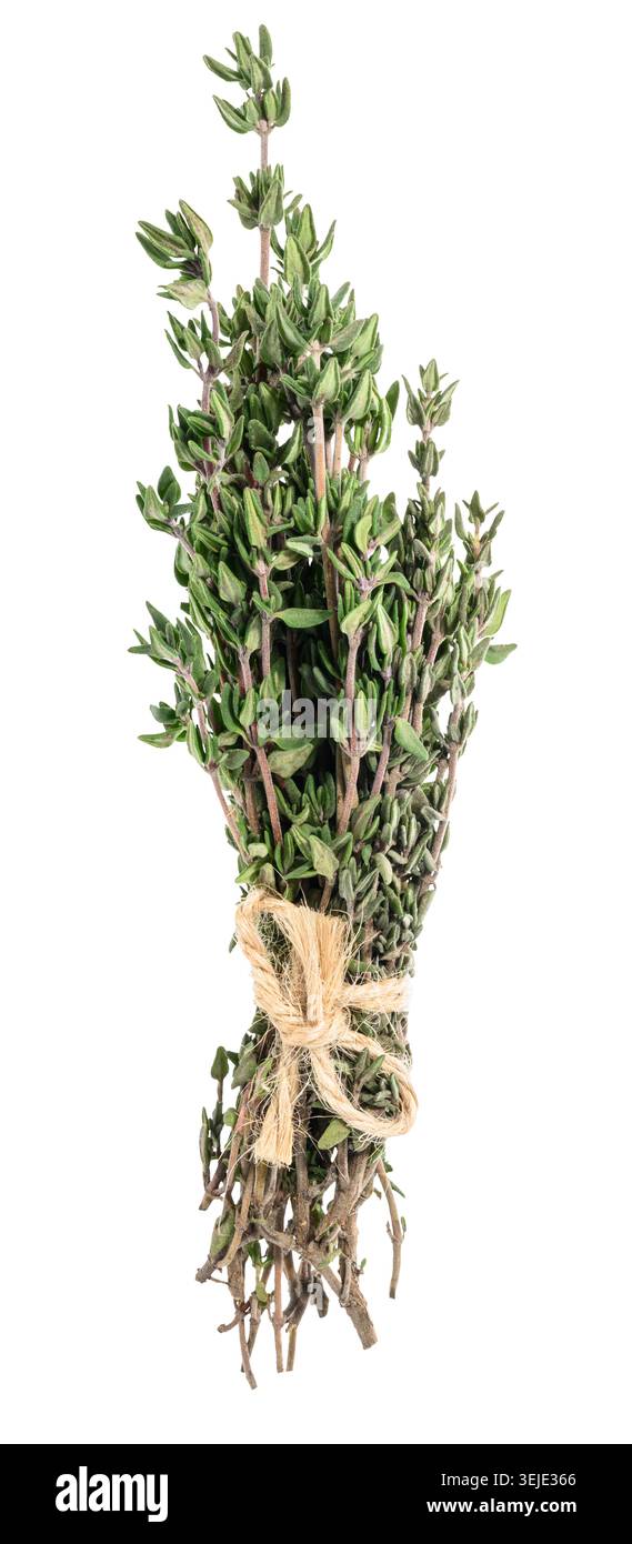 A bunch of fresh thyme, tied together with twine, is isolated on a white background. Stock Photo