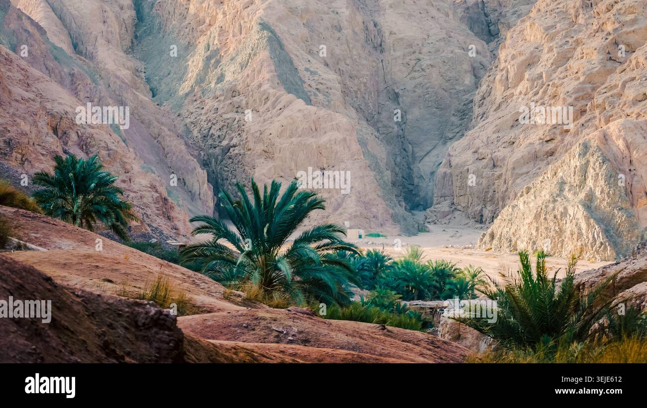 Mountain landscape with palm trees and plants in the desert of Egypt Dahab Stock Photo