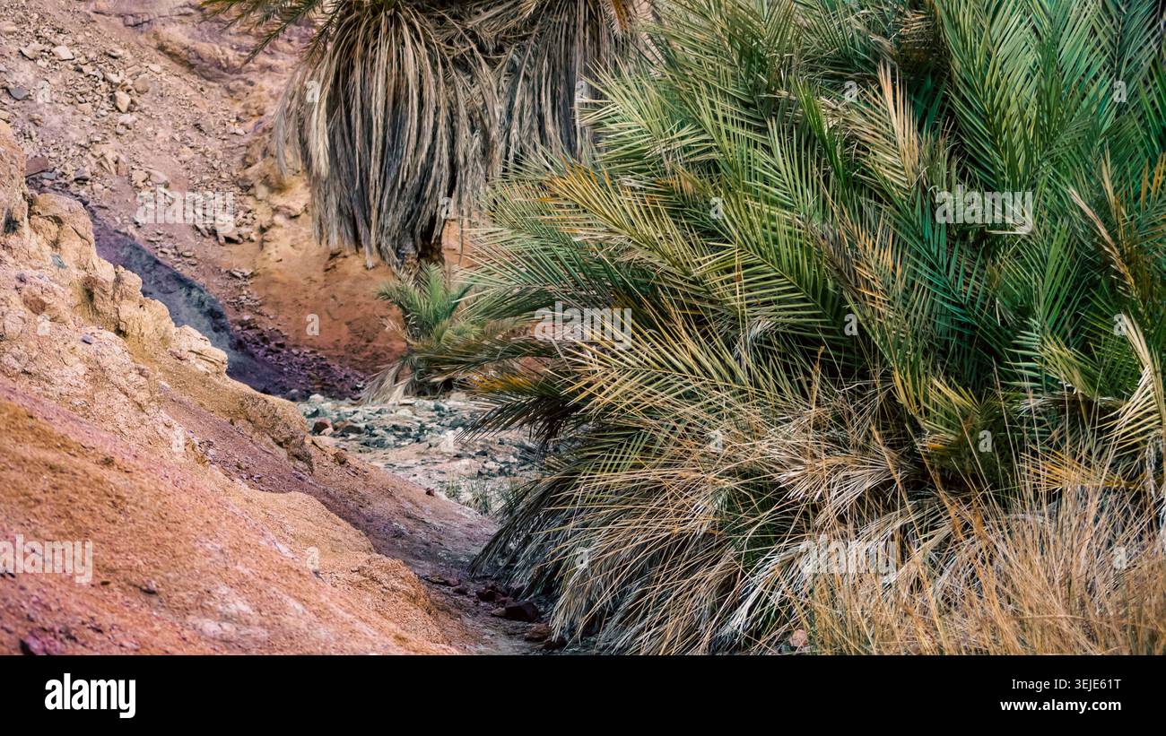 Mountain landscape with palm trees and plants in the desert of Egypt Dahab Stock Photo