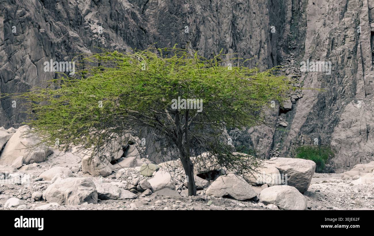 Green tree on the stones in the mountains Stock Photo