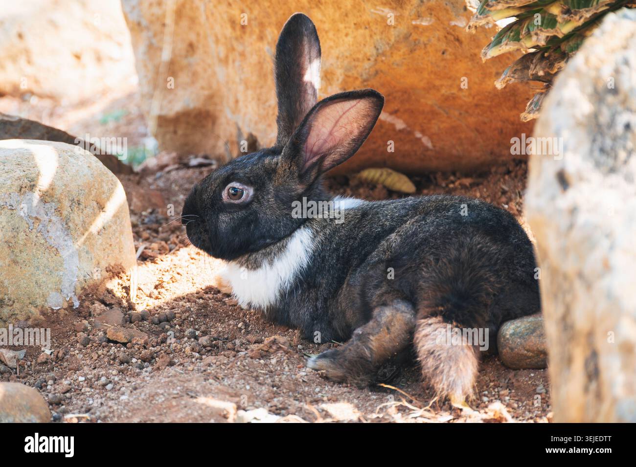 cute black rabbit sitting on grass outdoors Stock Photo