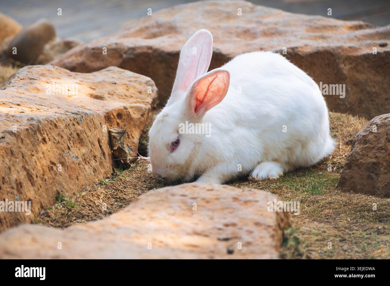 cute white rabbit sitting on grass outdoors Stock Photo