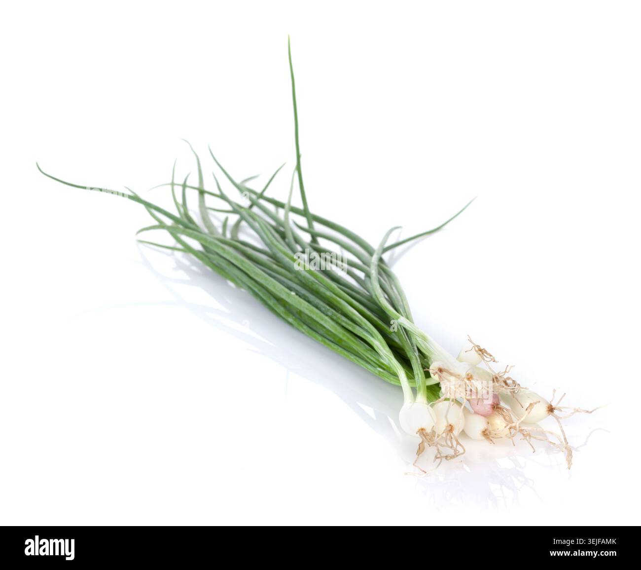 Fresh garden herbs. Spring onion Stock Photo