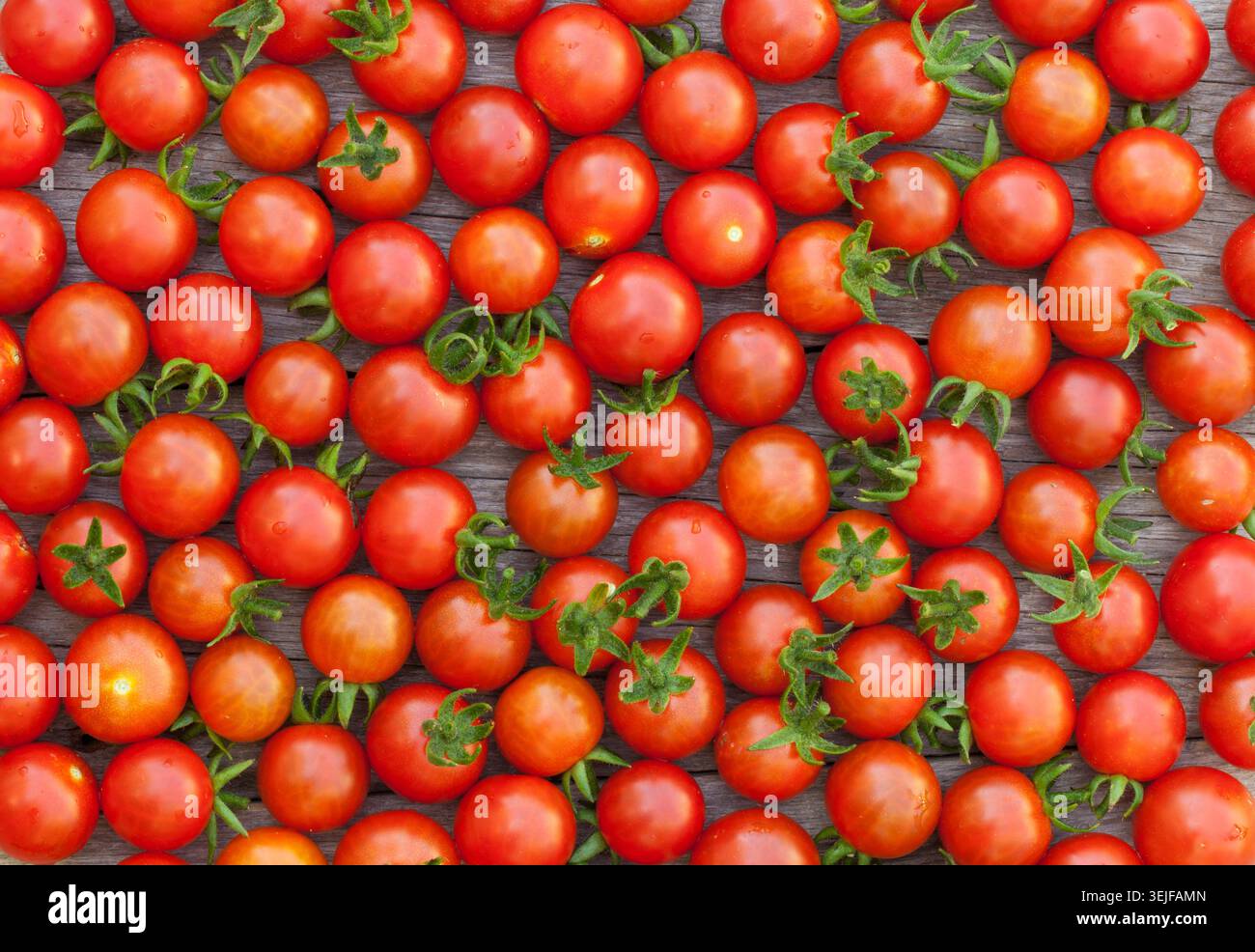Ripe cherry tomatoes Stock Photo