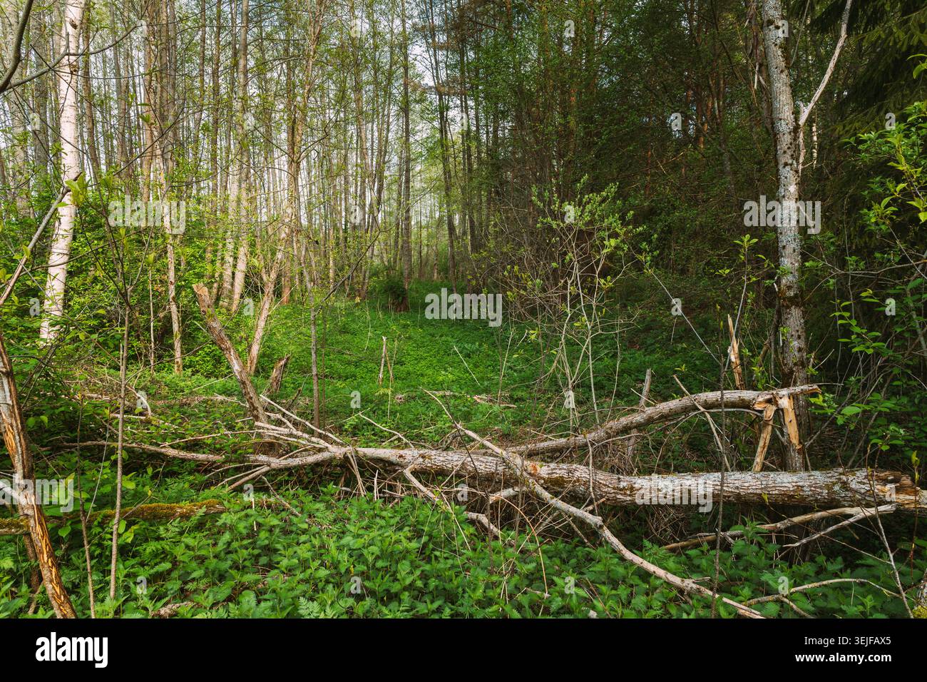 Fallen Tree Blocking a Path in a Green Spring Forest Stock Photo