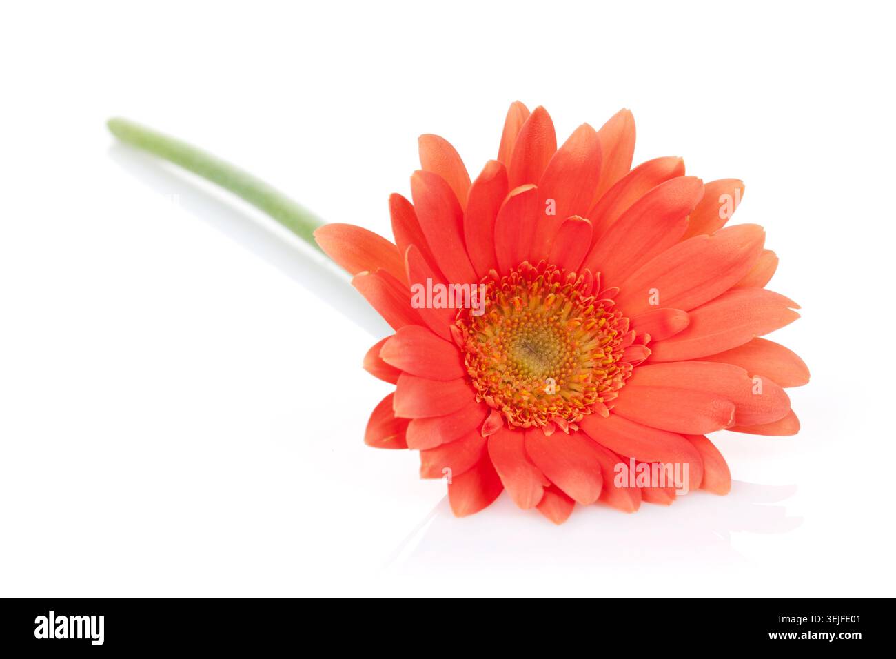 Orange gerbera flower Stock Photo