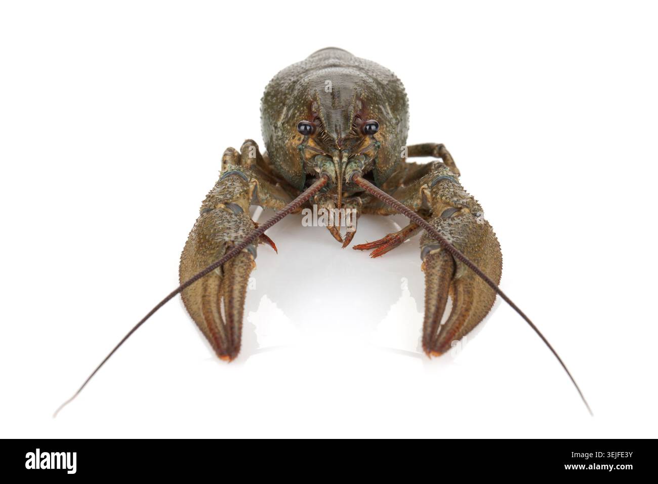 Crayfish Stock Photo