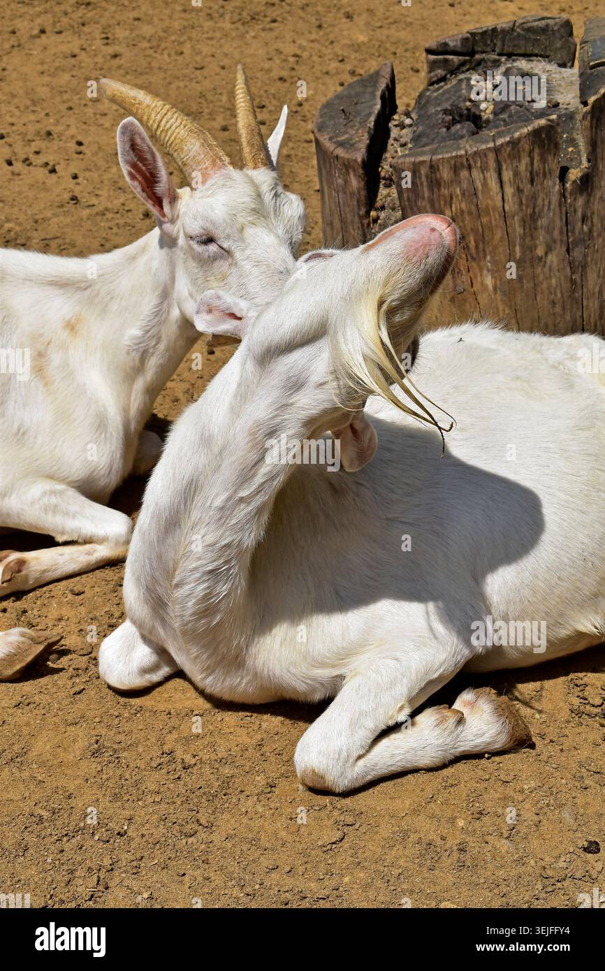 Two white goats resting in the sun in Rio de Janeiro, Brazil Stock Photo