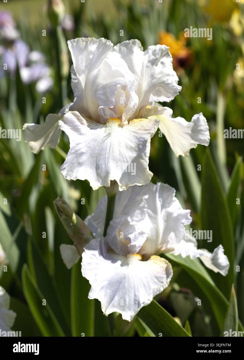 Iris 'Renown' tall bearded iris. Stock Photo