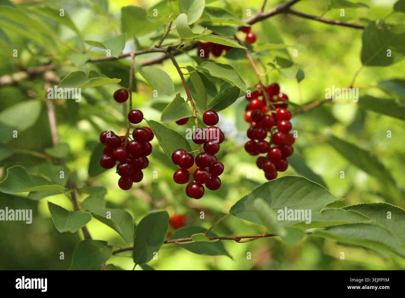 Red bird cherry on a tree branch Stock Photo
